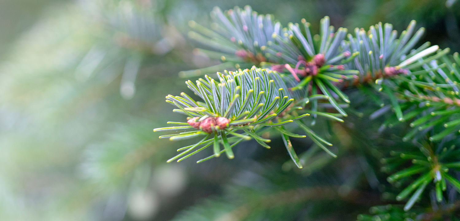 Christmas Trees — RE/MAX the Susan and Moe Team