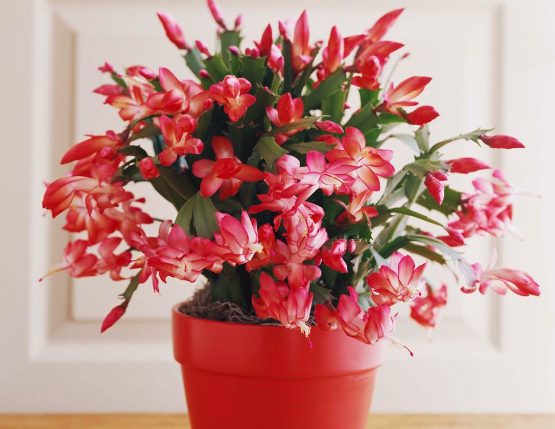 Easiest Houseplants — RE/MAX the Susan and Moe Team